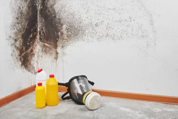 Best Emergency Mold Removal  in Landover, MD