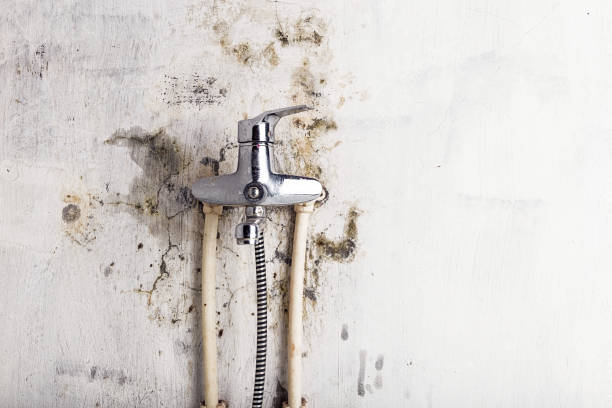  Landover, MD Mold Removal Pros
