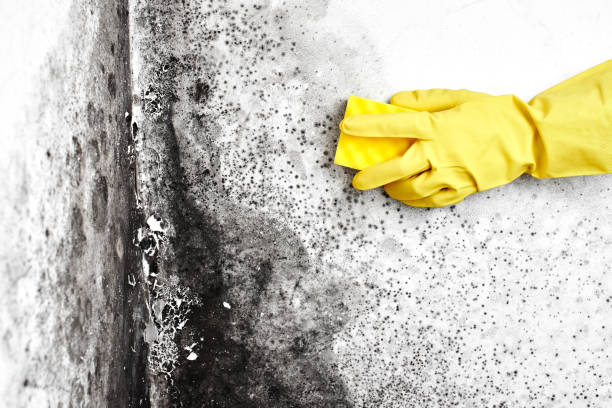 Professional Mold Removal in Landover, MD