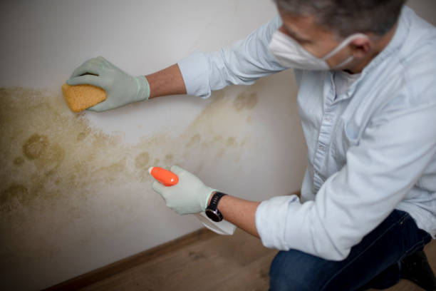 Best Mold Removal Company Near Me  in Landover, MD