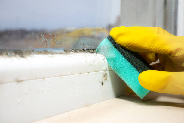 Best Local Mold Removal Service  in Landover, MD