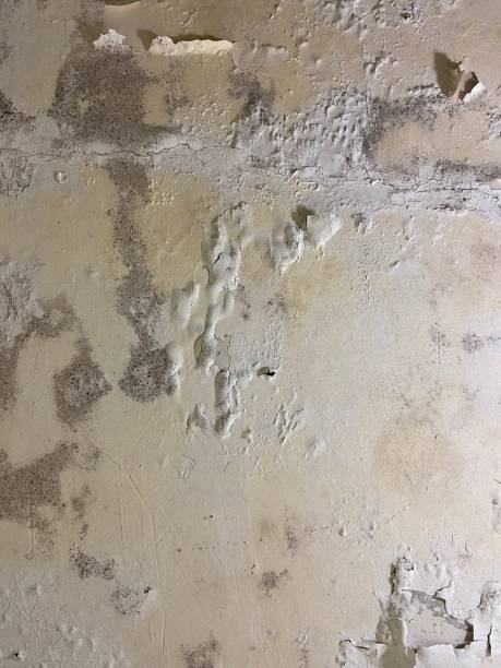Best Mold Removal Near Me  in Landover, MD
