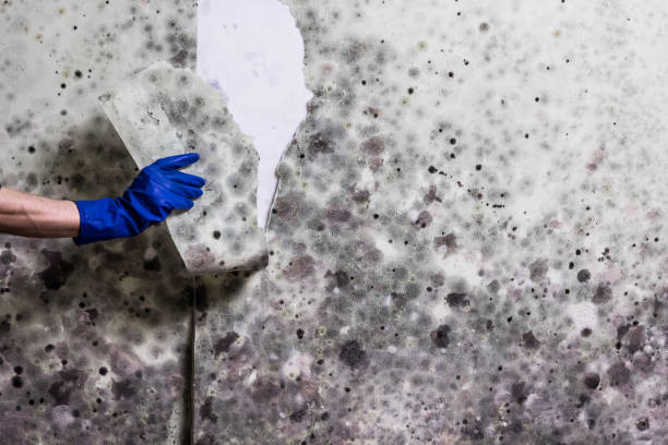Best Best Mold Removal Companies  in Landover, MD